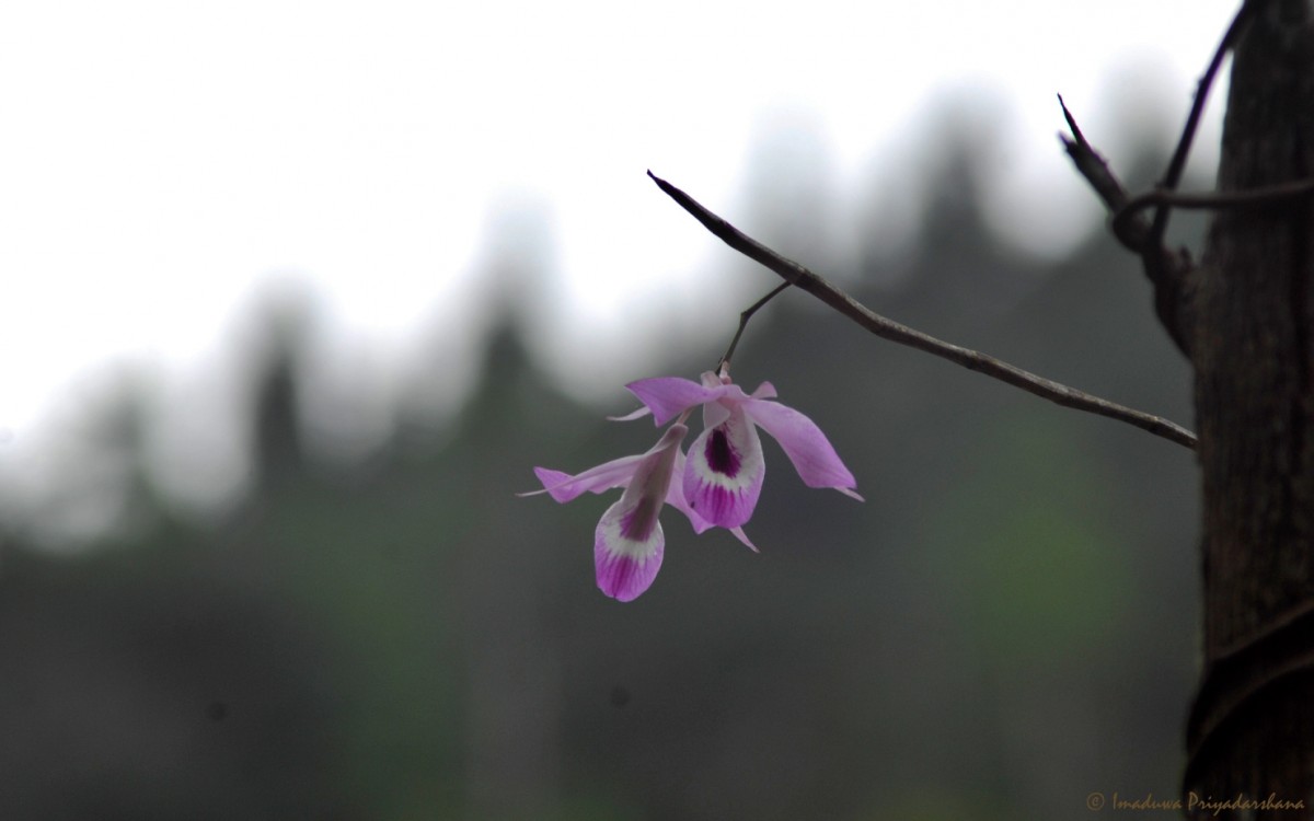 Dendrobium maccarthiae Thwaites